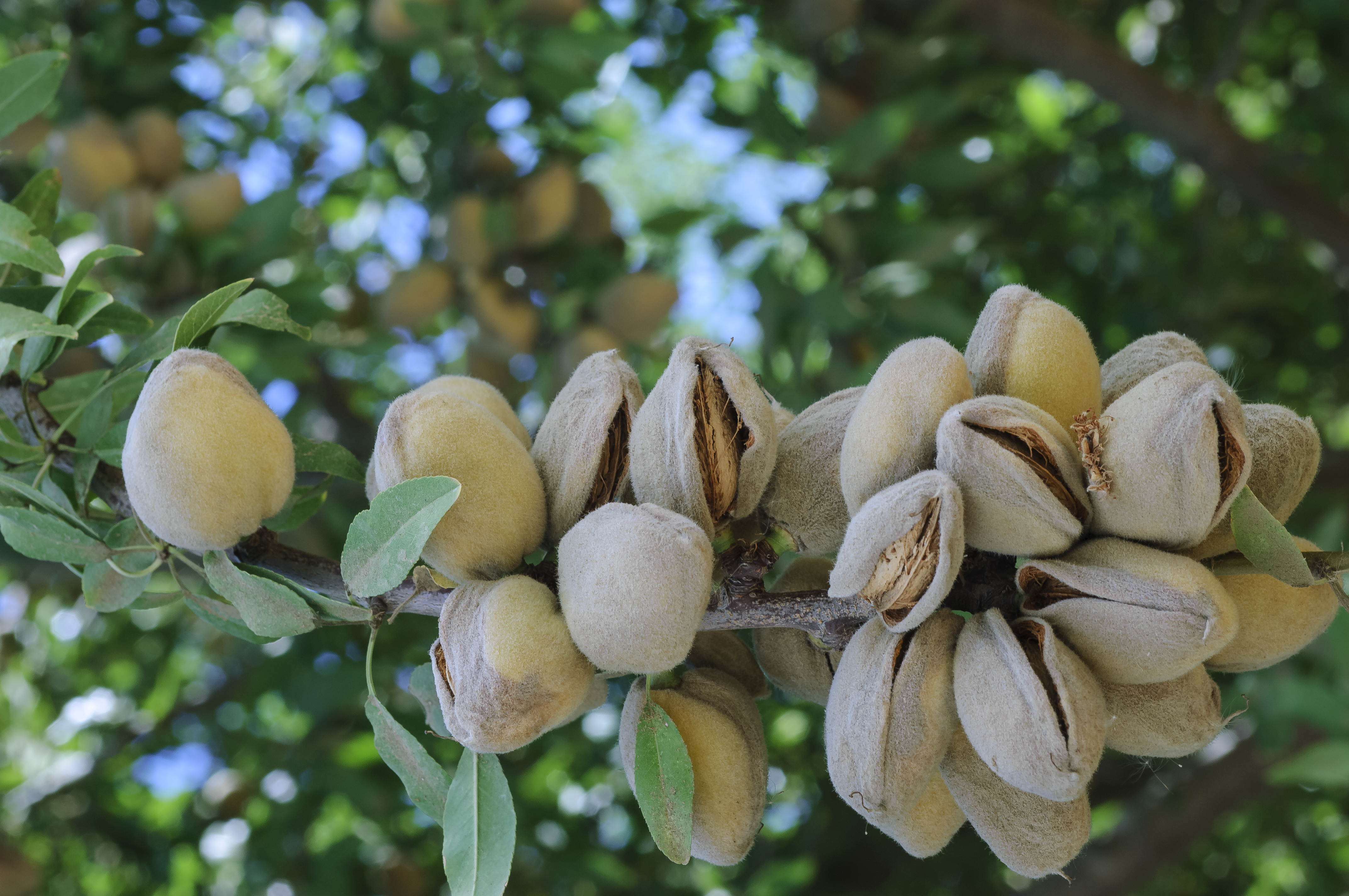 Как выглядит дерево миндального ореха фото