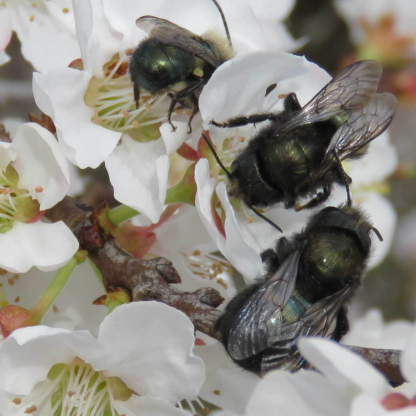 S2E1: Using Mason Bees For Almond Pollination